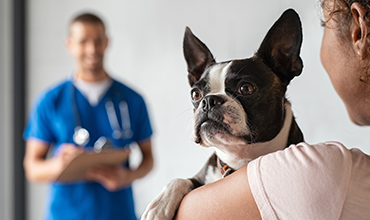 A girl is holding a dog