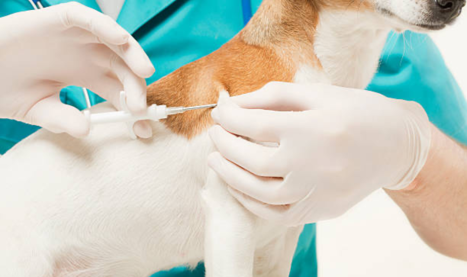 A dog being vaccinated