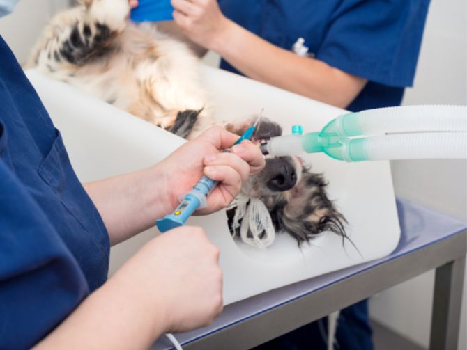 Vets and Injured dog