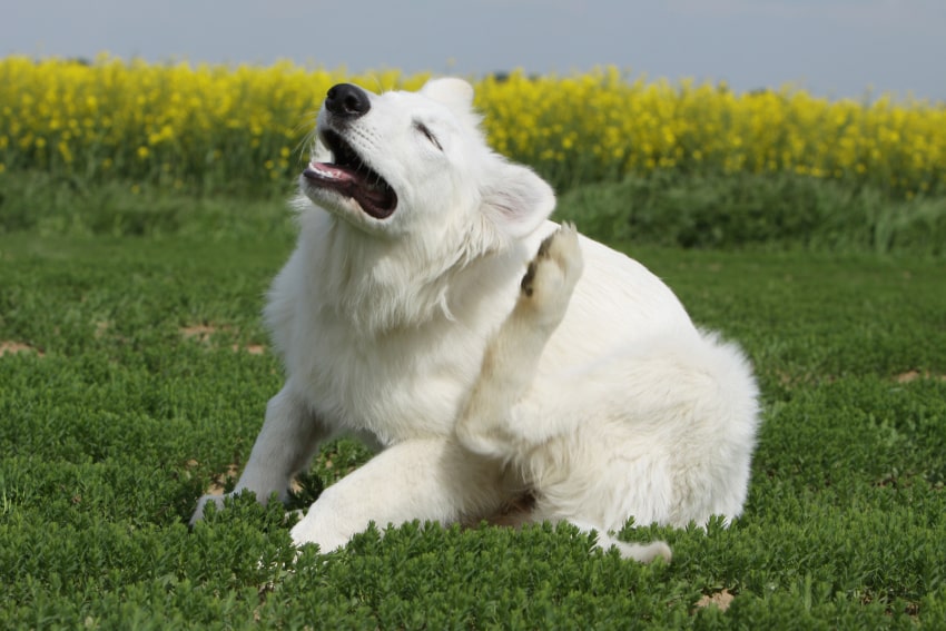 White dog