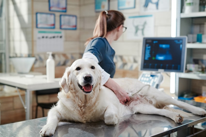 Dog laing on the table in hospital
